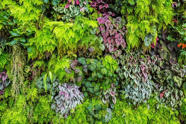 Dikey Bahçe tropikal yaprak yeşil ve çiçeklerle. Doğa arka plan