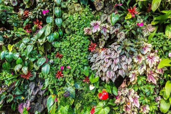 Vertical Garden Tropical Green Leaf Flowers Nature Background — Stock Photo, Image