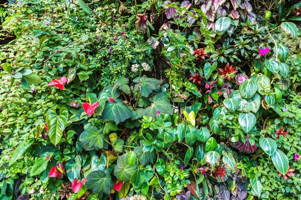 Vertikální Zahrada Tropickými Zelených Listů Květů Přírodní Pozadí — Stock fotografie