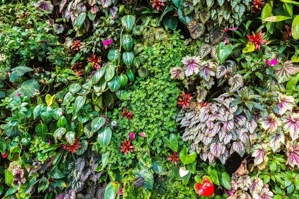 Vertikaler Garten Mit Tropischen Grünen Blättern Und Blumen Hintergrund Natur — Stockfoto