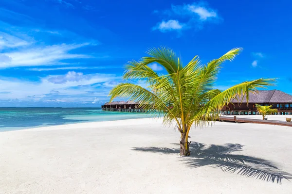 马尔代夫 2018年6月24日 夏季日在马尔代夫热带海滩上的棕榈树 — 图库照片