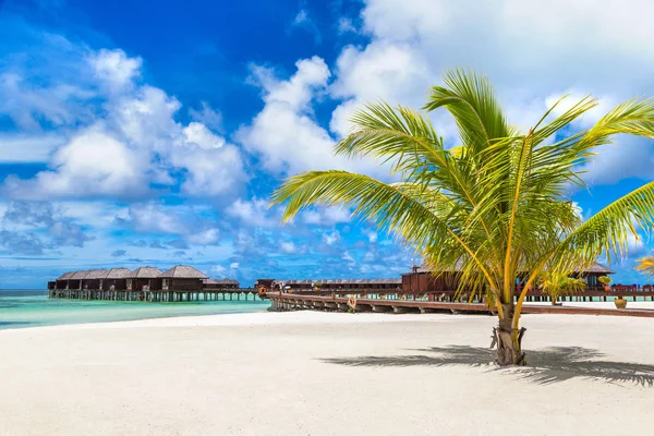 Malediwy Czerwca 2018 Palm Tree Tropikalnej Plaży Malediwach Letni Dzień — Zdjęcie stockowe
