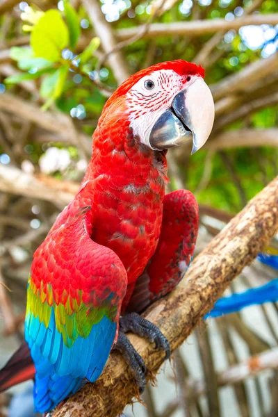 Macaw Ara Ararauna Parrots Stand Tree Branch Summer Day — Stock Photo, Image