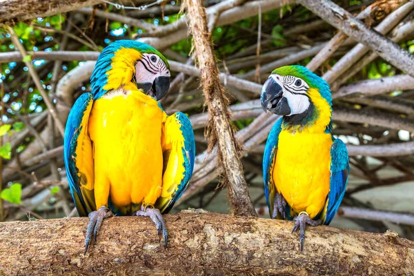 Macaw Ara Ararauna Parrots Stand Tree Branch Summer Day — Stock Photo, Image