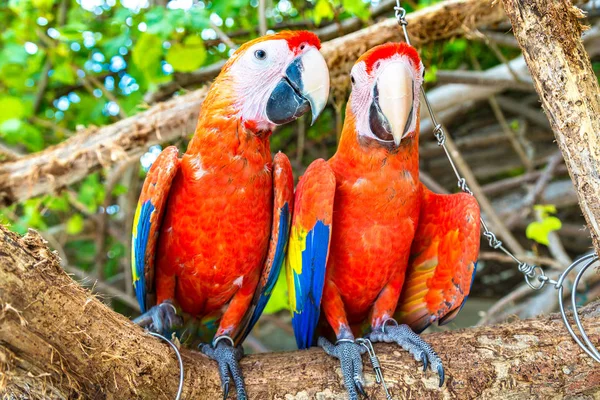 Macaw Ara Ararauna Parrots Stand Tree Branch Summer Day — Stock Photo, Image