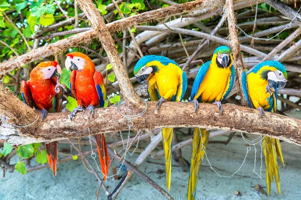Macaw Ara Ararauna Papagaios Estão Galho Árvore Dia Verão — Fotografia de Stock