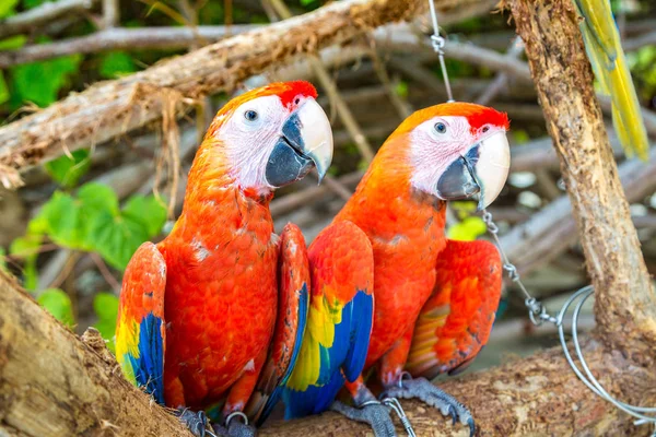 Ara Ara Ararauna Papageien Stehen Einem Sommertag Auf Dem Ast — Stockfoto