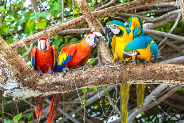 Macaw Ara Ararauna Parrots Stand Tree Branch Summer Day — Stock Photo, Image