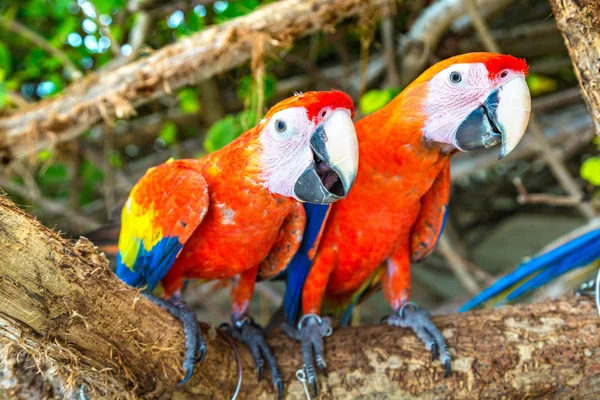 Macaw Ara Ararauna Parrots Stand Tree Branch Summer Day — Stock Photo, Image