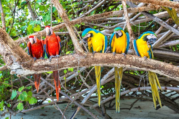 Ara Ara Ararauna Papageien Stehen Einem Sommertag Auf Dem Ast — Stockfoto