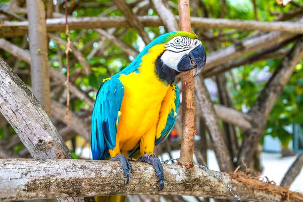 Macaw Ara Ararauna Parrots Stand Tree Branch Summer Day — Stock Photo, Image