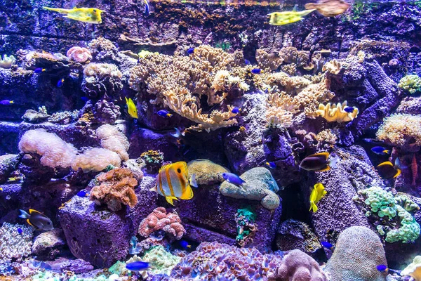 DUBAI, BAE - 26 Haziran 2018: Kayıp odalar - Dubai, Birleşik Arap Emirlikleri, Atlantis Oteli 'ndeki büyük akvaryum