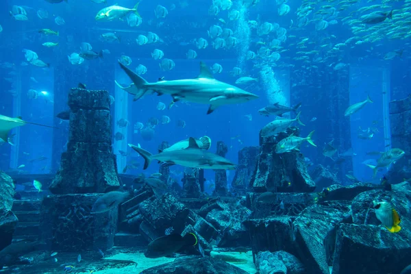 Dubai Verenigde Arabische Emiraten Juni 2018 Verloren Kamers Groot Aquarium — Stockfoto