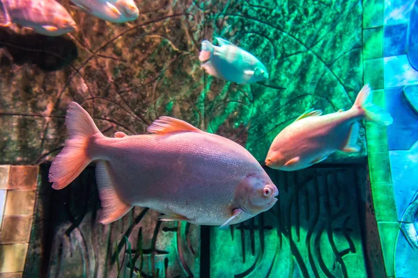 Dubai Emiratos Árabes Unidos Junio 2018 Cámaras Perdidas Gran Acuario —  Fotos de Stock