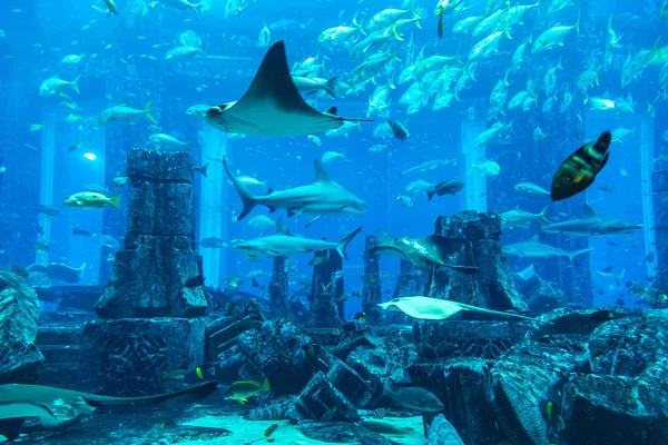 Dubai Vae Juni 2018 Verlorene Kammern Großes Aquarium Hotel Atlantis — Stockfoto