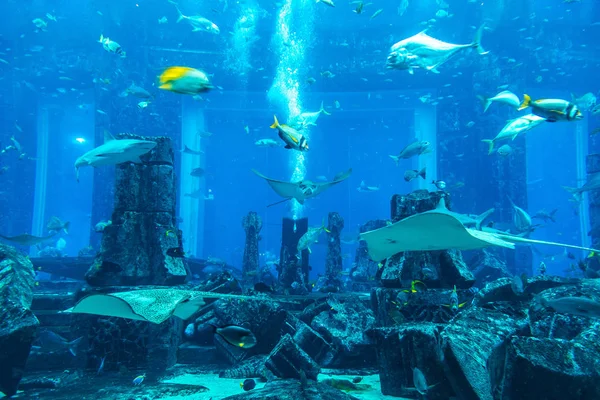Dubai Uae June 2018 Загублені Камери Великий Акваріум Готелі Atlantis — стокове фото
