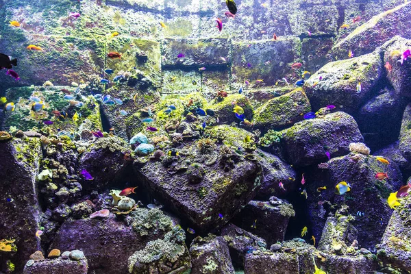 Dubai Uae June 2018 Lost Chambers Large Aquarium Hotel Atlantis — 图库照片