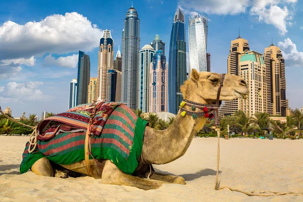 在一个夏日 阿拉伯联合酋长国迪拜码头前骆驼 — 图库照片