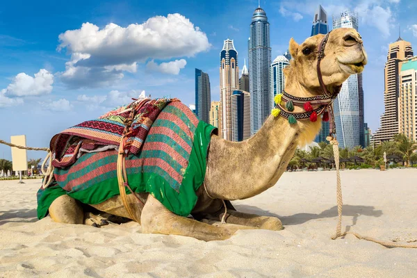 Camel Devant Dubai Marina Dans Une Journée Été Émirats Arabes — Photo
