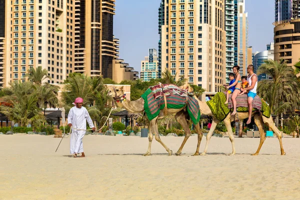 Dubai Emirados Árabes Unidos Julho 2018 Camel Frente Marina Dubai — Fotografia de Stock