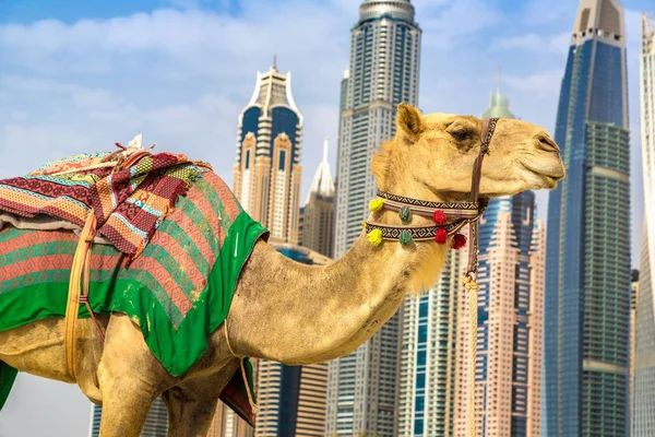 Kamel Vor Dem Jachthafen Von Dubai Einem Sommertag Vereinigte Arabische — Stockfoto