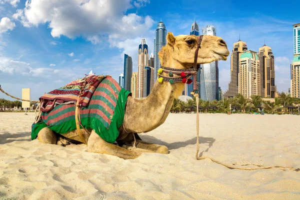 Kameel Voor Dubai Marina Een Zomerdag Verenigde Arabische Emiraten — Stockfoto