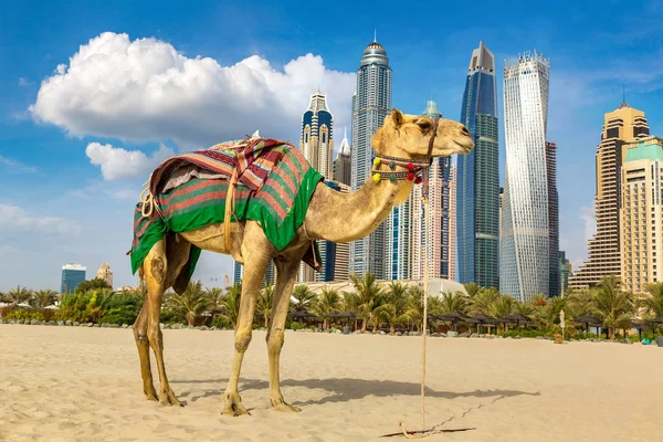 Camello Frente Dubai Marina Día Verano Emiratos Árabes Unidos —  Fotos de Stock
