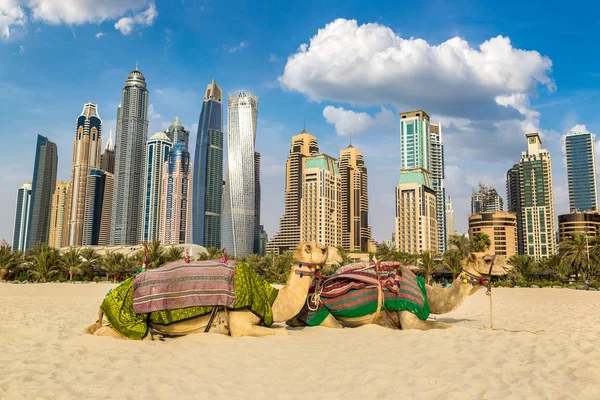 Kamel Vor Dem Jachthafen Von Dubai Einem Sommertag Vereinigte Arabische — Stockfoto