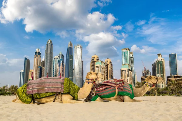 Kameel Voor Dubai Marina Een Zomerdag Verenigde Arabische Emiraten — Stockfoto