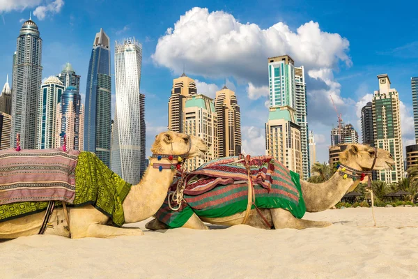 Kameel Voor Dubai Marina Een Zomerdag Verenigde Arabische Emiraten — Stockfoto