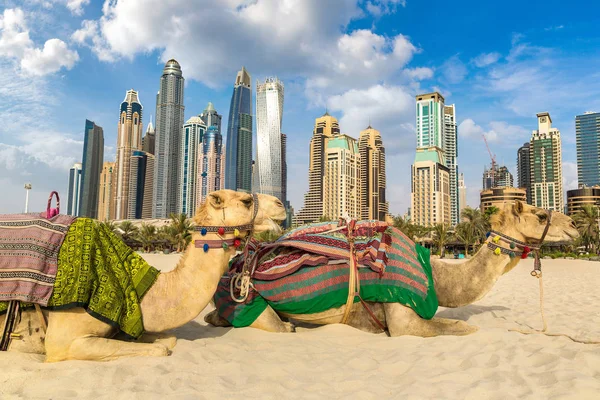 Kameel Voor Dubai Marina Een Zomerdag Verenigde Arabische Emiraten — Stockfoto