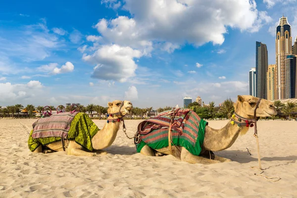 Camello Frente Dubai Marina Día Verano Emiratos Árabes Unidos —  Fotos de Stock