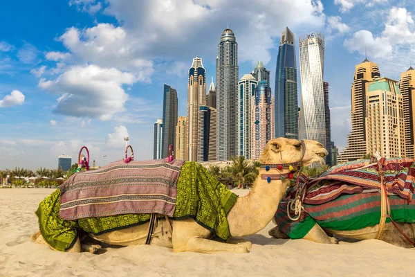 在一个夏日 阿拉伯联合酋长国迪拜码头前骆驼 — 图库照片