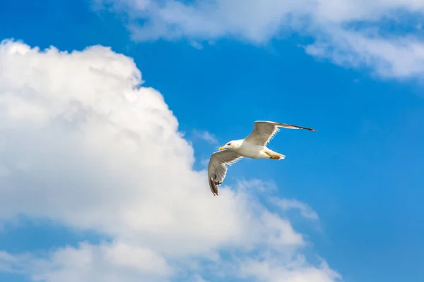 Velký Racek Jasné Obloze Letní Den — Stock fotografie