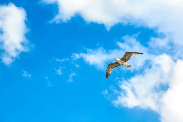 Velký Racek Jasné Obloze Letní Den — Stock fotografie