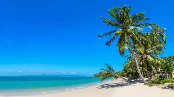 Praia Tropical Com Palmeiras Ilha Koh Samui Tailândia Dia Verão — Fotografia de Stock