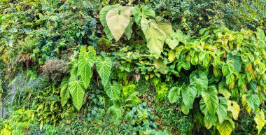 Tropikal yaprak yeşil ve çiçeklerle dikey bahçe Panoraması. Doğa arka plan