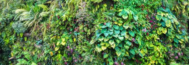 Tropikal yaprak yeşil ve çiçeklerle dikey bahçe Panoraması. Doğa arka plan