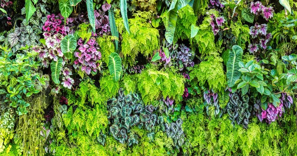 Panorama of Vertical garden with tropical green leaf and flowers. Nature background