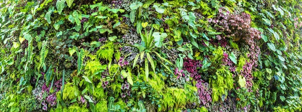 Panorama Van Verticale Tuin Met Tropische Groen Blad Bloemen Achtergrond — Stockfoto