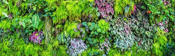 Panorama Del Giardino Verticale Con Foglia Verde Tropicale Fiori Sfondo — Foto Stock