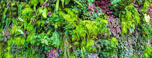Panorama Vertikální Zahrada Tropickými Zelených Listů Květů Přírodní Pozadí — Stock fotografie