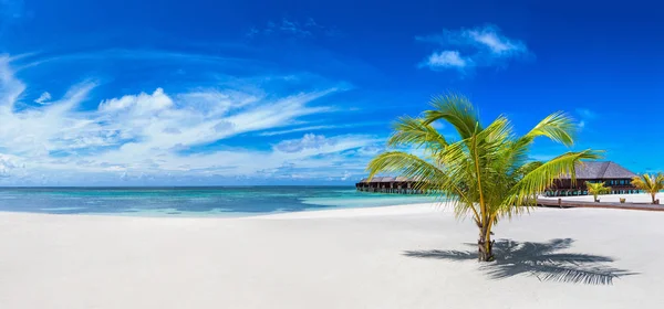 Panorama Palmeira Praia Tropical Nas Maldivas Dia Verão — Fotografia de Stock