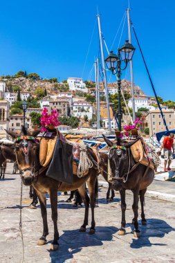 Hydra, Yunanistan - 19 Temmuz 2015: Bir yaz günü Hydra adasında Yunanistan, eşekler