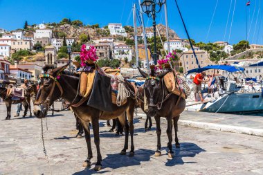 Hydra, Yunanistan - 19 Temmuz 2015: Bir yaz günü Hydra adasında Yunanistan, eşekler
