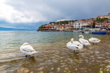 Ohrid, Makedonya - 22 Haziran 2016: Beyaz Ohri Gölü içinde güzel bir yaz günü, Makedonya Cumhuriyeti kuğu
