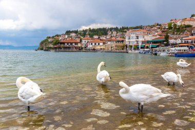 Ohrid, Makedonya - 22 Haziran 2016: Beyaz Ohri Gölü içinde güzel bir yaz günü, Makedonya Cumhuriyeti kuğu