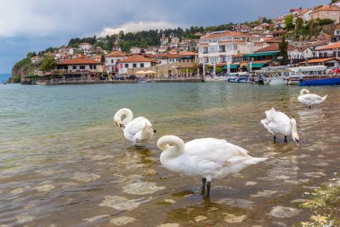 Ohrid, Makedonya - 22 Haziran 2016: Beyaz Ohri Gölü içinde güzel bir yaz günü, Makedonya Cumhuriyeti kuğu