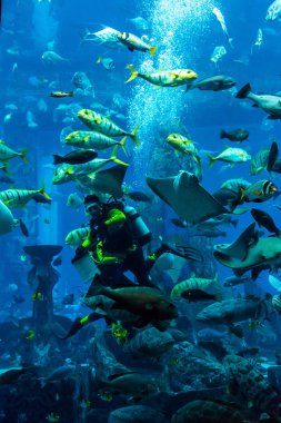 Dubai, Birleşik Arap Emirlikleri - 13 Kasım 2012: Hotel Atlantis Dubai, Suudi Arabistan, büyük akvaryum.