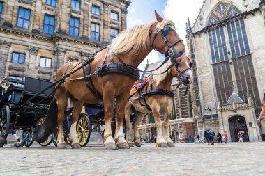 Amsterdam, Hollanda - 16 Haziran 2016: At arabasında Amsterdam'da bir güzel yaz günü, 16 Haziran 2016 üzerinde Hollanda